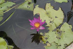lotus_konkaen.jpg