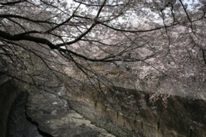 sakura_6.JPG